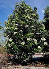 photinia-serrulata.jpg