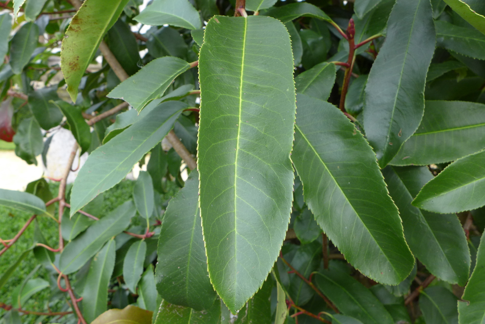 photinia-serrulata-leaf.jpg