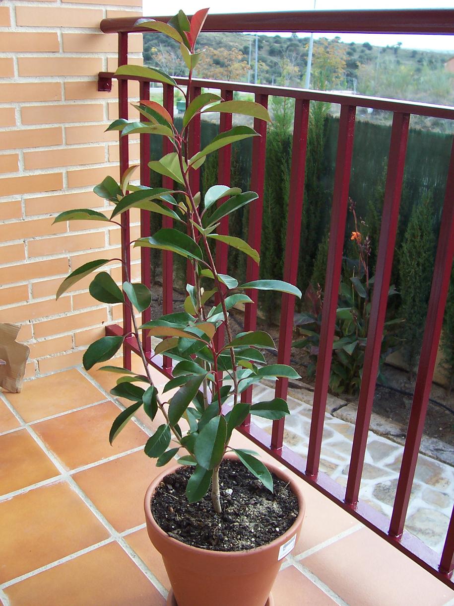 Photinia16.JPG