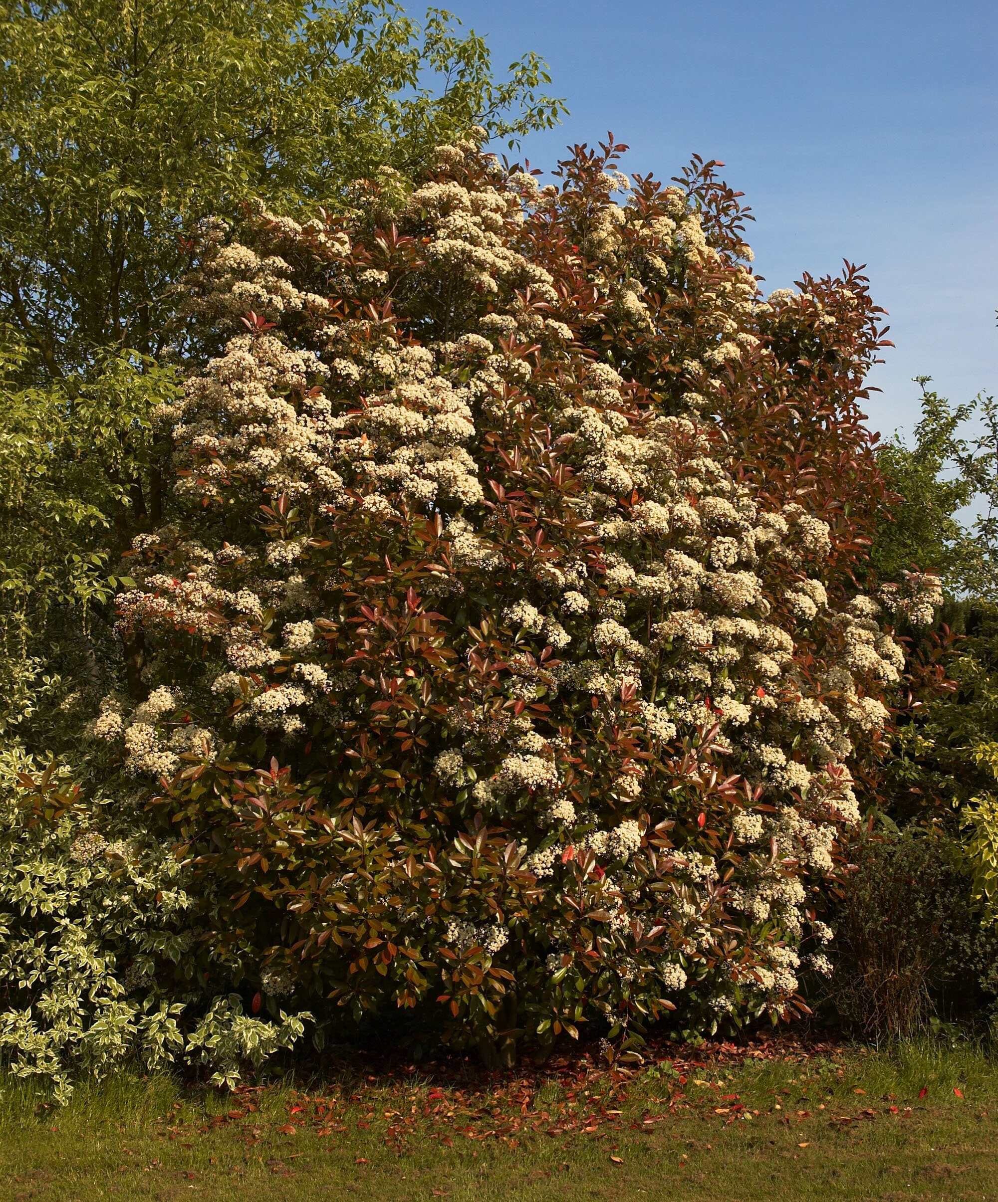 Photinia_fraseri_A.jpg