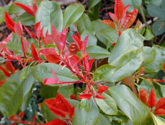 Photinia_Stranvaesia_Red_Robin.JPG