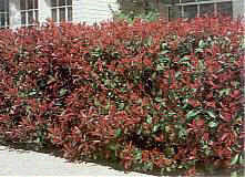 photinia_x_fraseri_red_robin.jpg
