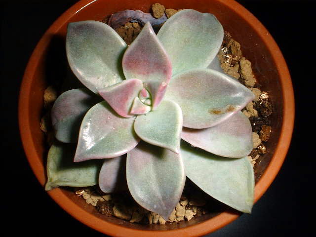 photo.hatusimo2.jpg