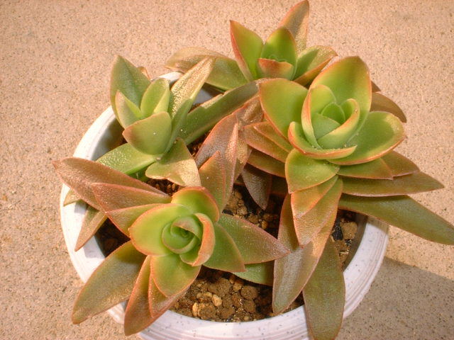 photo.himaturi5.jpg