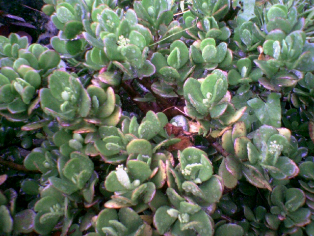 Photo0030.jpg
