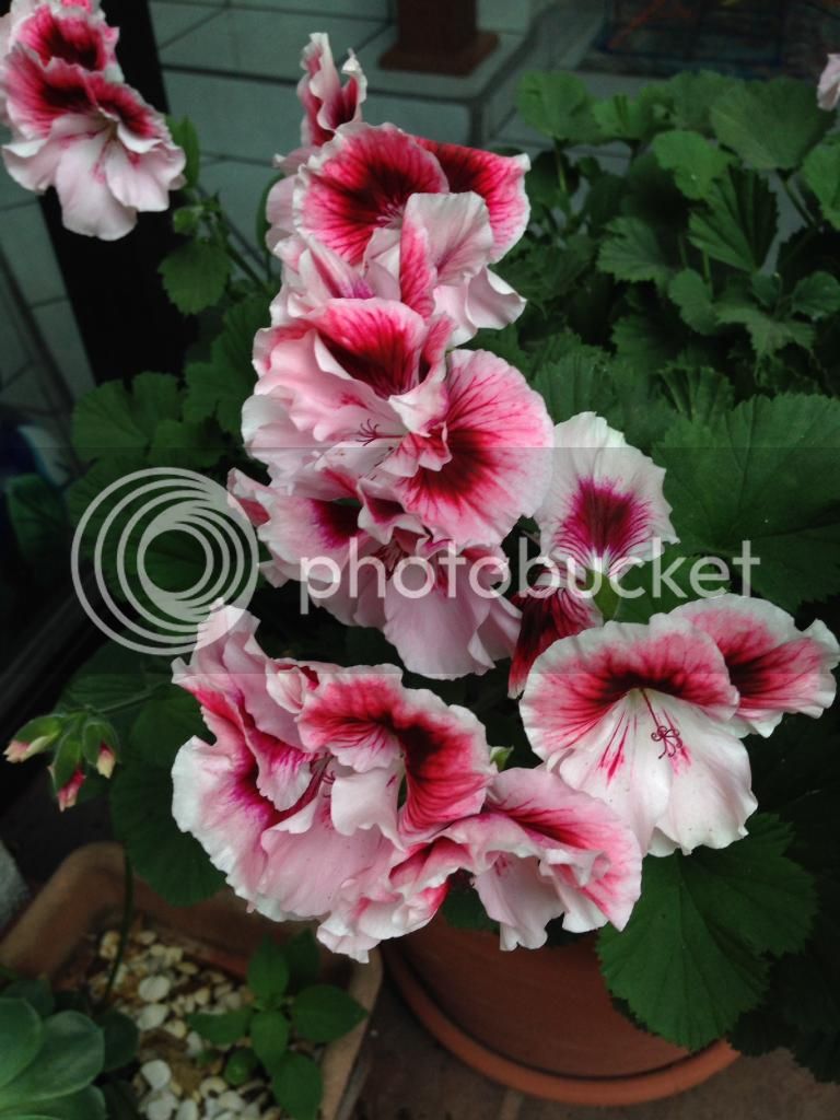 photo3_zpsb671316b.jpg
