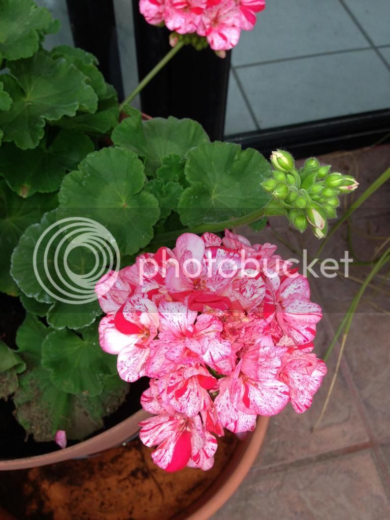 photo4-4_zps94f500fb.jpg