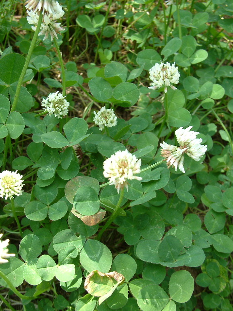 Photos%20Use%5CTrifolium%20repens%20Fl.jpg
