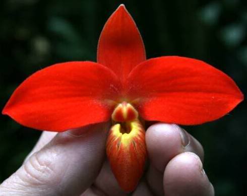 Phrag_besseae-1.jpg
