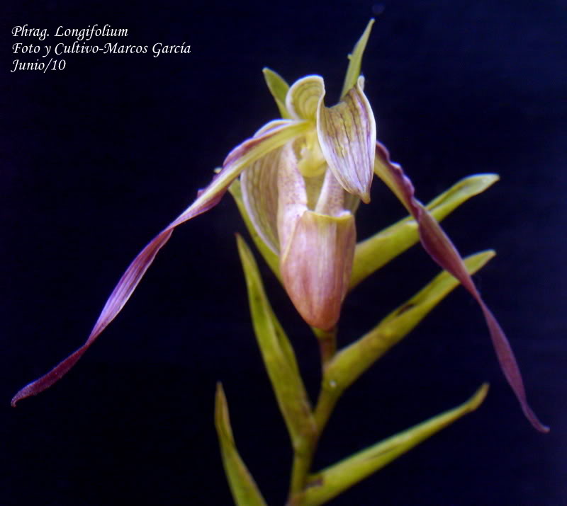 phragLongifolium.jpg