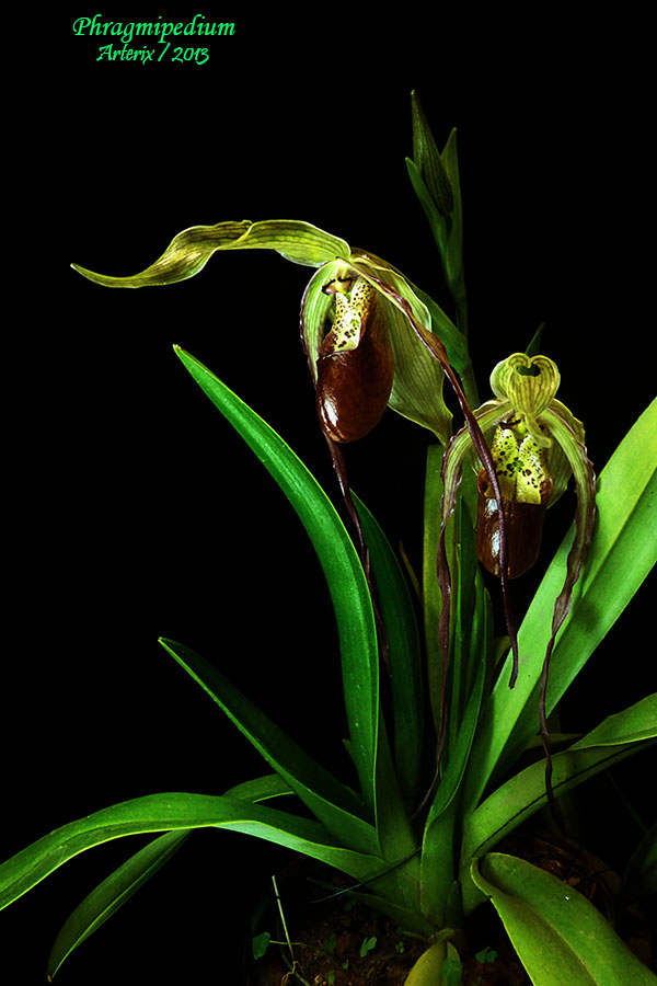 phragmipedium_zps8699f2a0.jpg