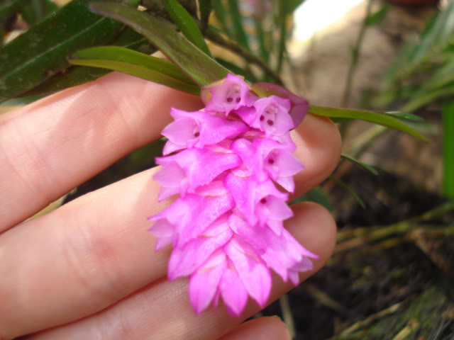 phrags011.jpg