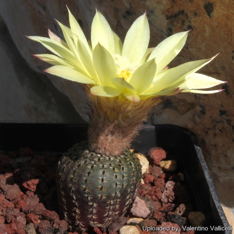 pht_6901_l.jpg