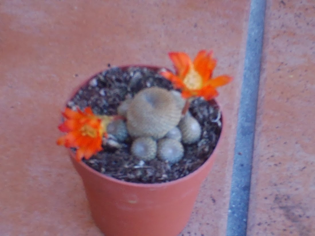 PHTO0450.JPG