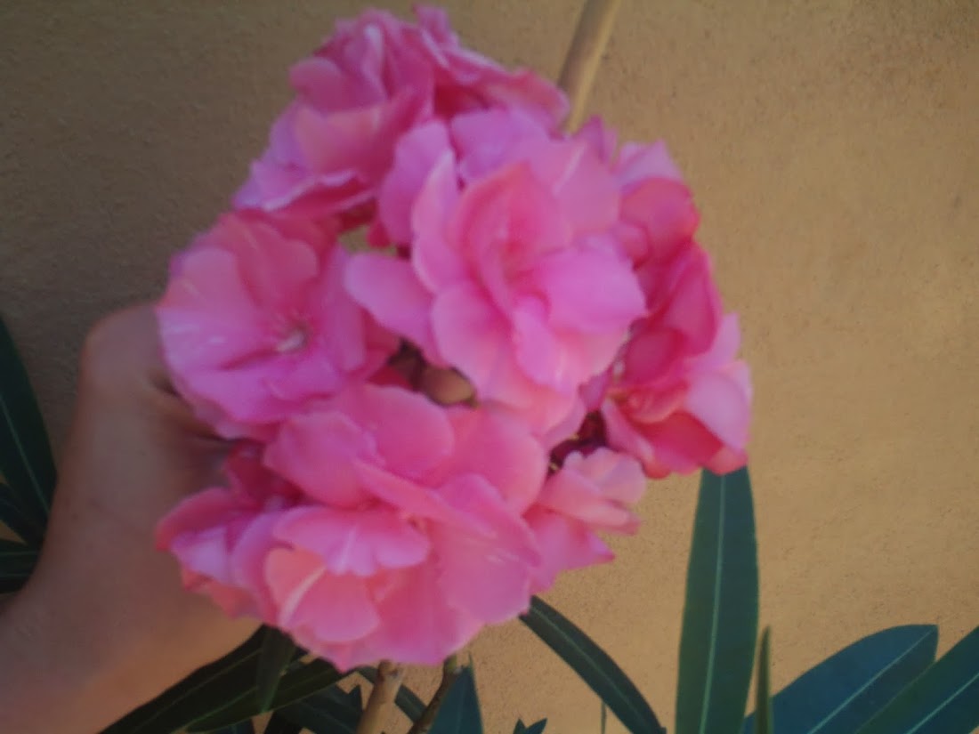 PHTO0496.JPG