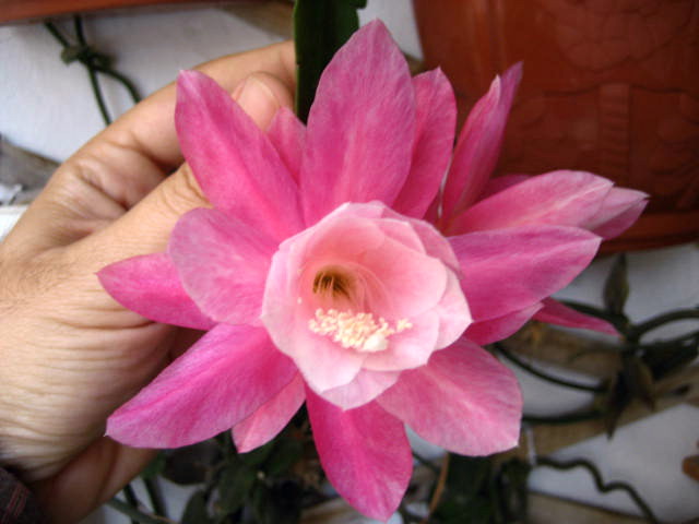 phyllan1.jpg