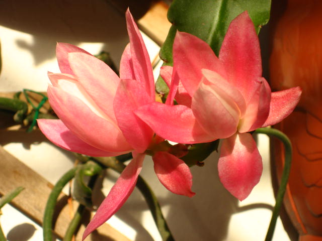 phyllanthoidessol1.JPG