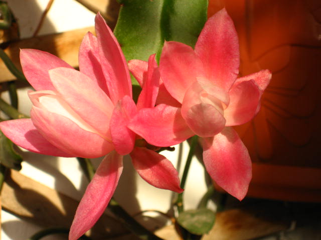 phyllanthoidessol2.JPG