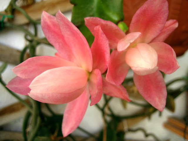 phyllantoides1.jpg