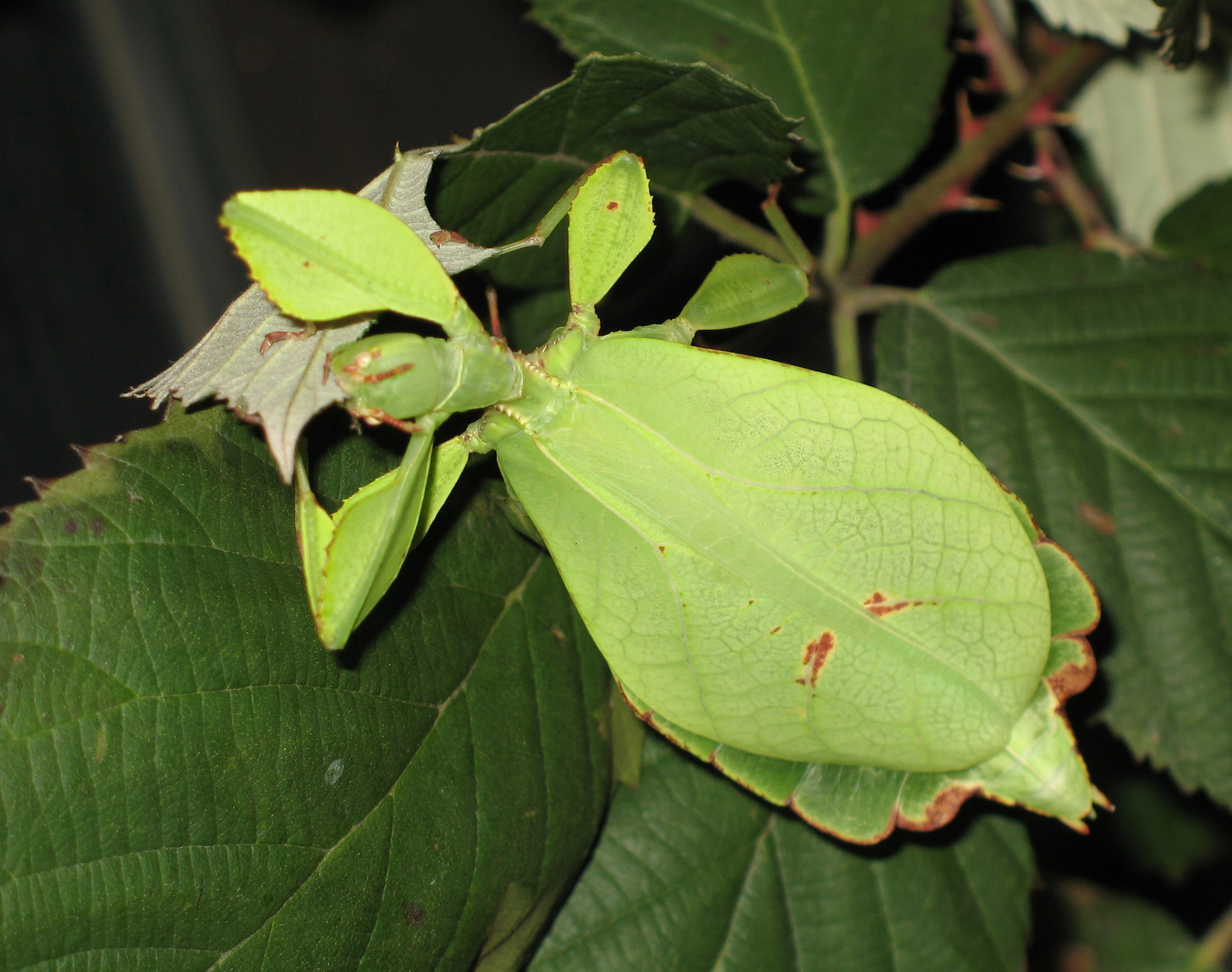 Phyllium_siccifolium_-_female.JPG