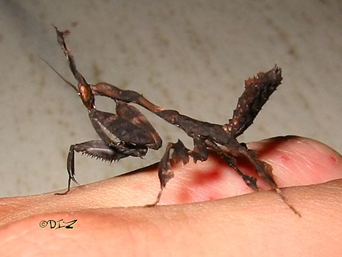 phyllocrania_paradoxa_5.jpg