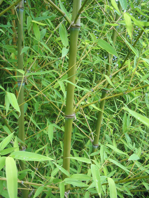 Phyllostachys_aurea_4.jpg