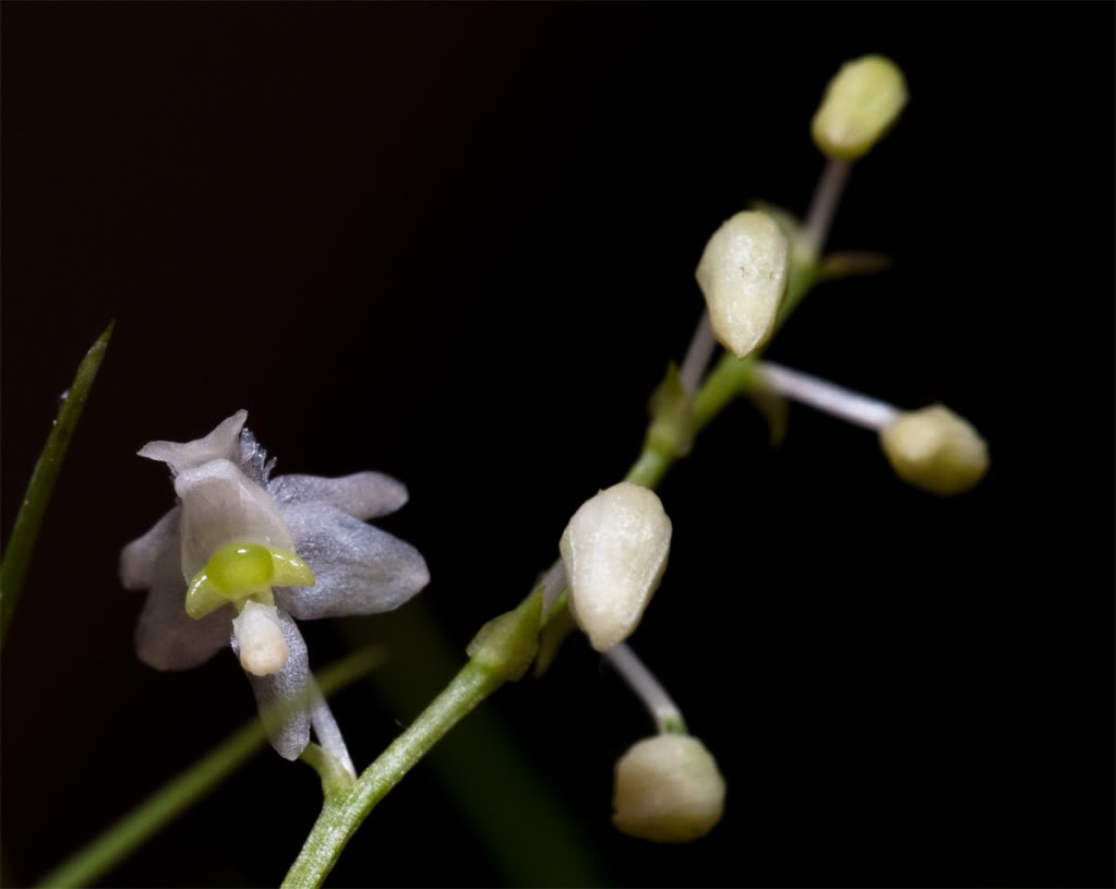 Phymatflor.jpg