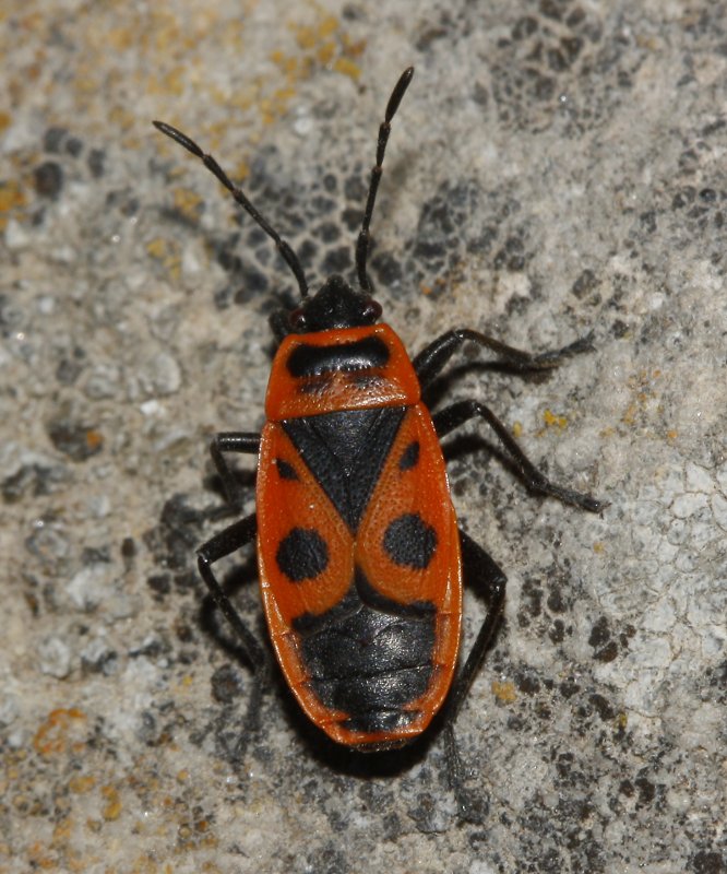 Phyrrocoris%20apterus_4900.jpg