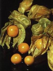 Physalis%20peruviana.jpg
