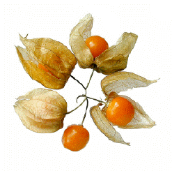 Physalis.gif