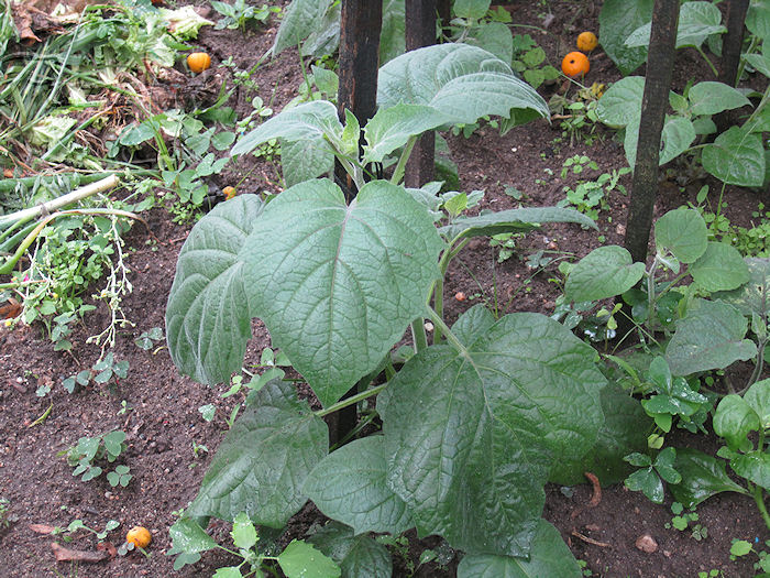 physalis.jpg