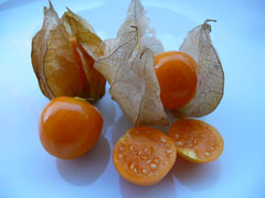 PhysalisPeruviana2.jpg