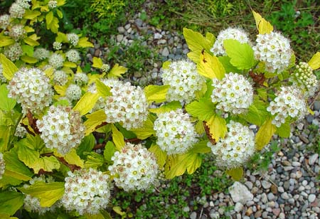 Physocarpus%20opolifolius%20Dart%27s%20Gold.jpg