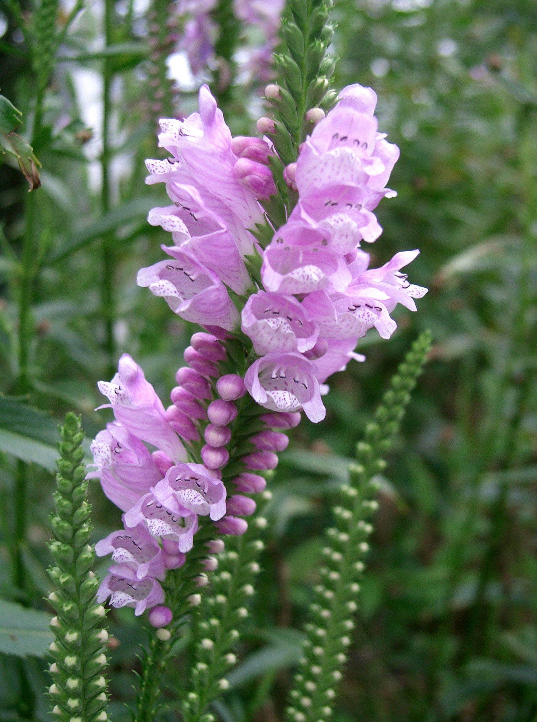 Physostegia_virginiana3.jpg