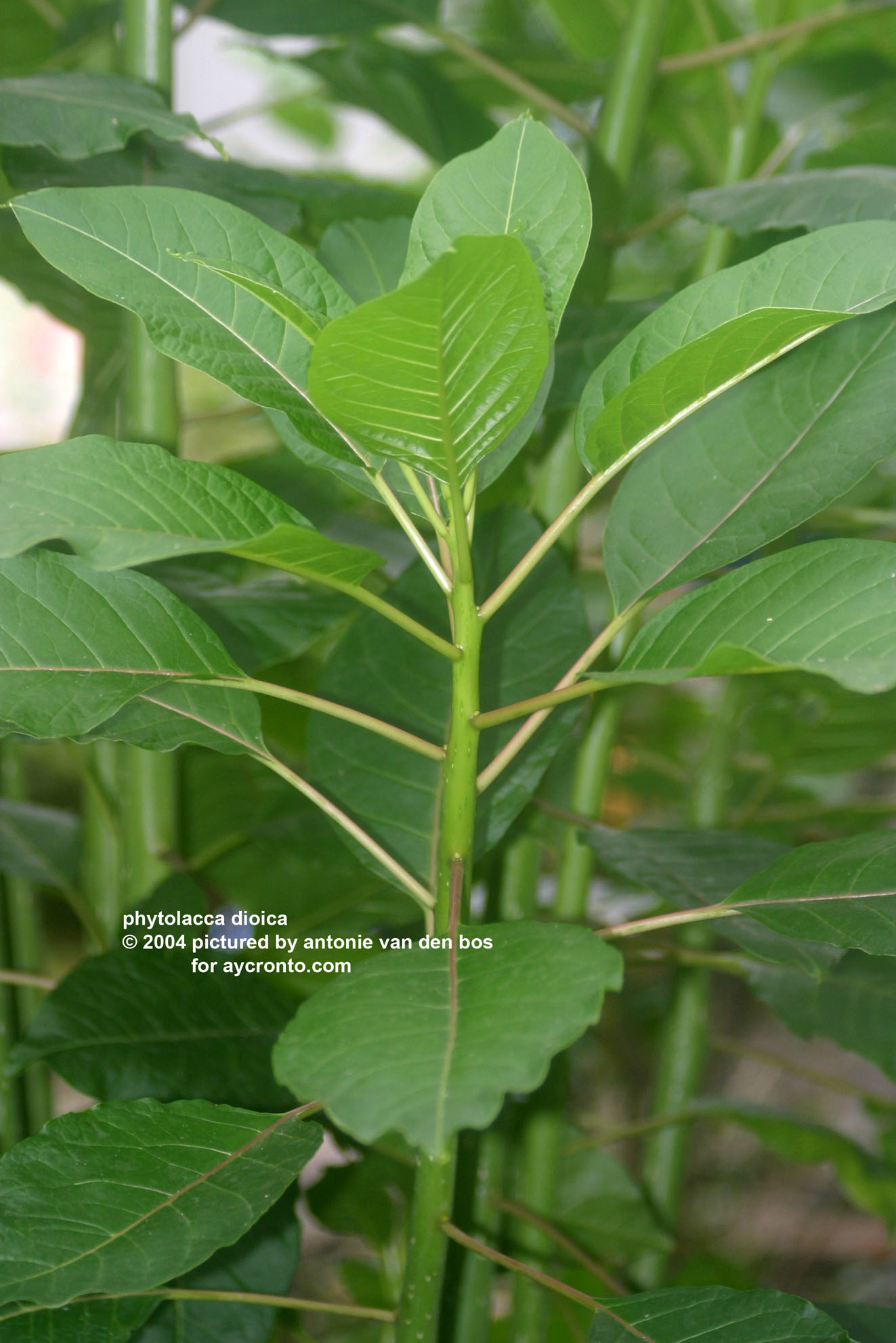 phytolacca%20dioica%2001.JPG