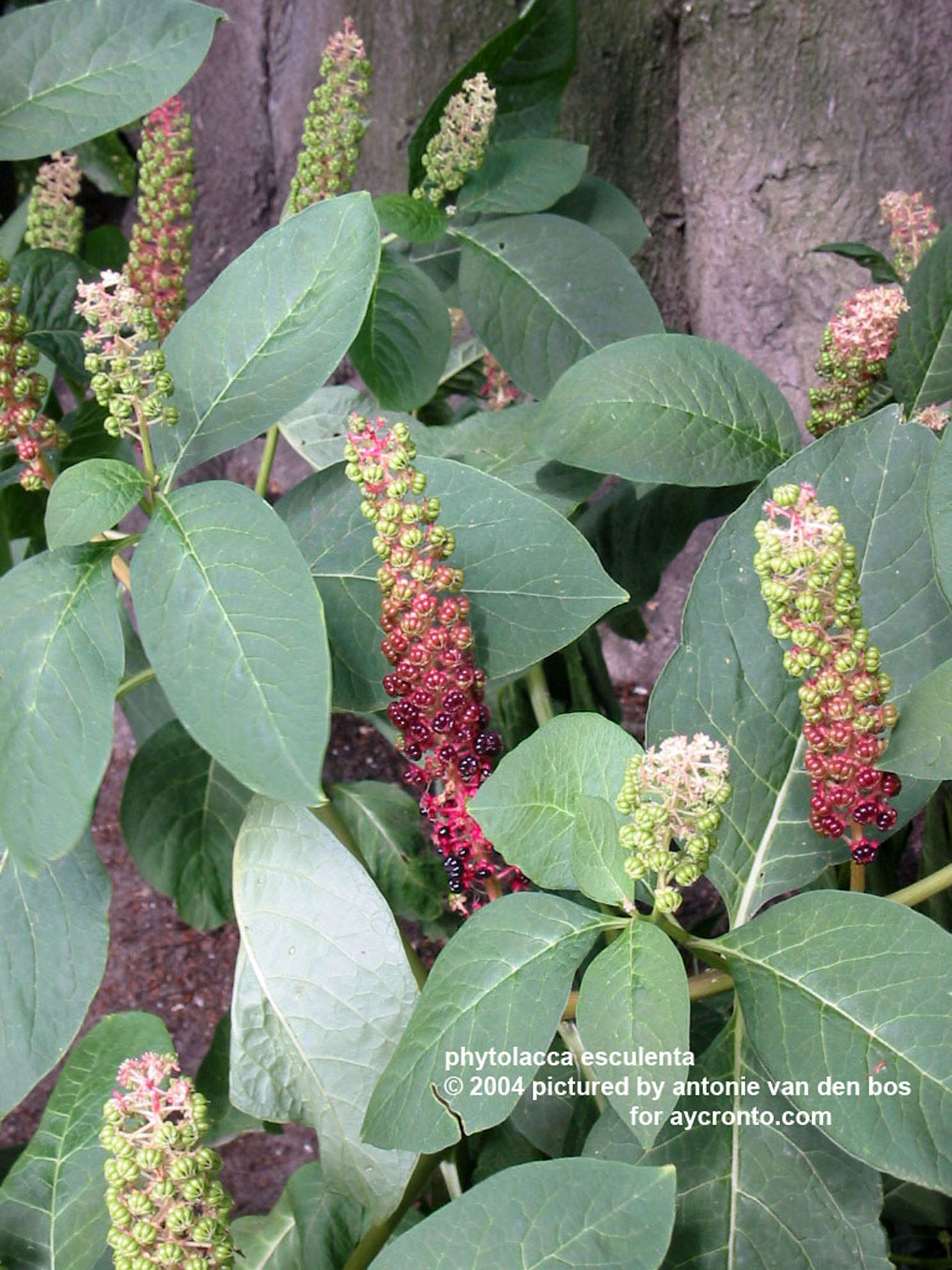 phytolacca%20esculenta%2001%20(karmozijnbes).jpg