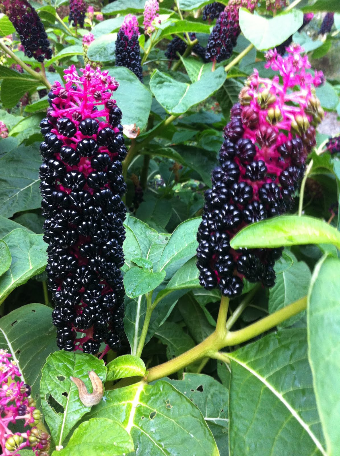 phytolacca%2B1.JPG