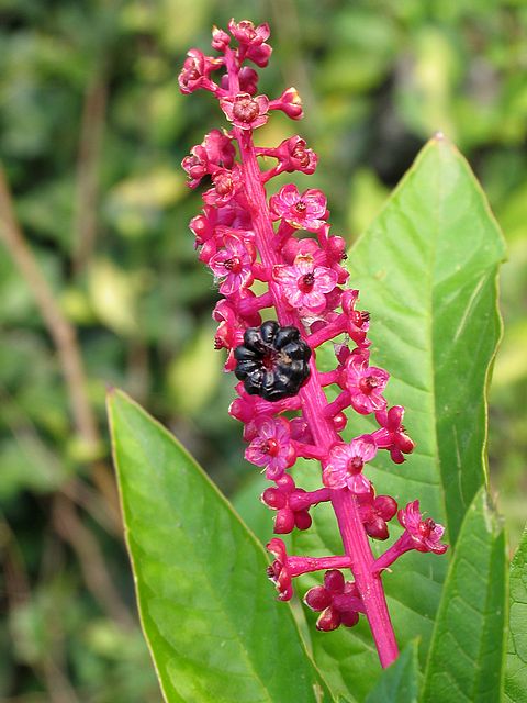 phytolacca-symbol.jpg