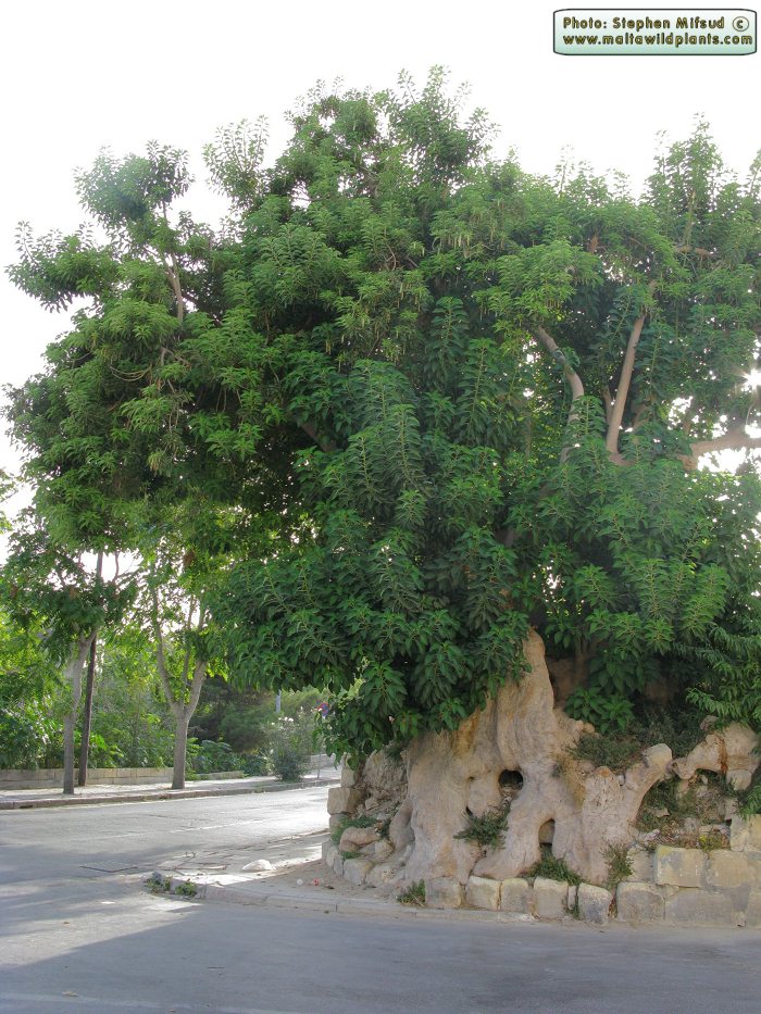 Phytolacca_dioica_[IMG_9419].jpg