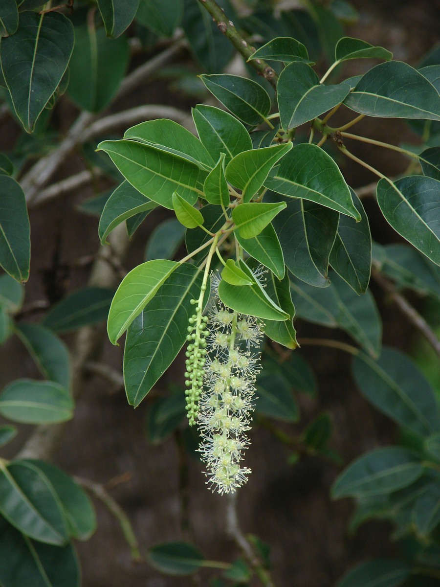 Phytolacca_dioica_flowers.jpg
