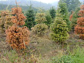 phytophthora1.jpg