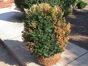 phytophthora2.jpg