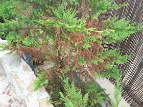 phytophthora3.jpg