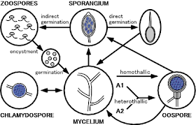 Phytophthora_life_cycle.png