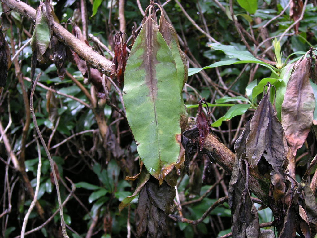phytophthorakernoviae.jpg