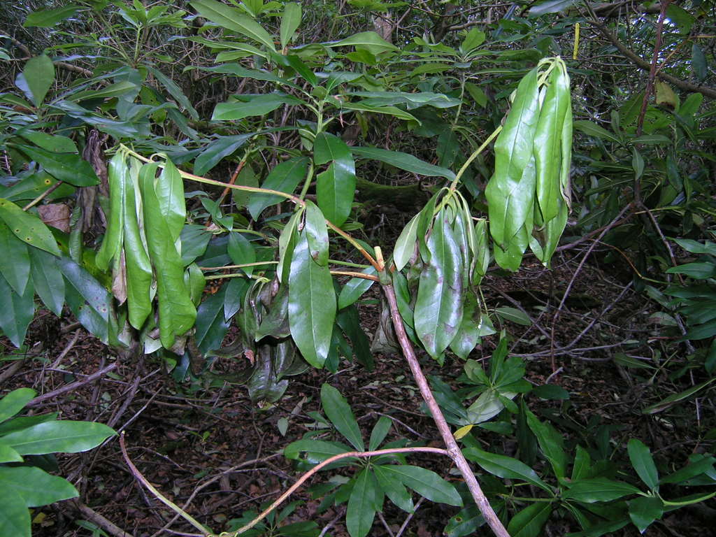 phytophthorakernoviaero.jpg