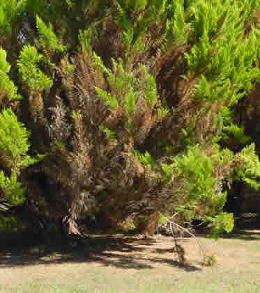 phytophtoraenthuyas.jpg