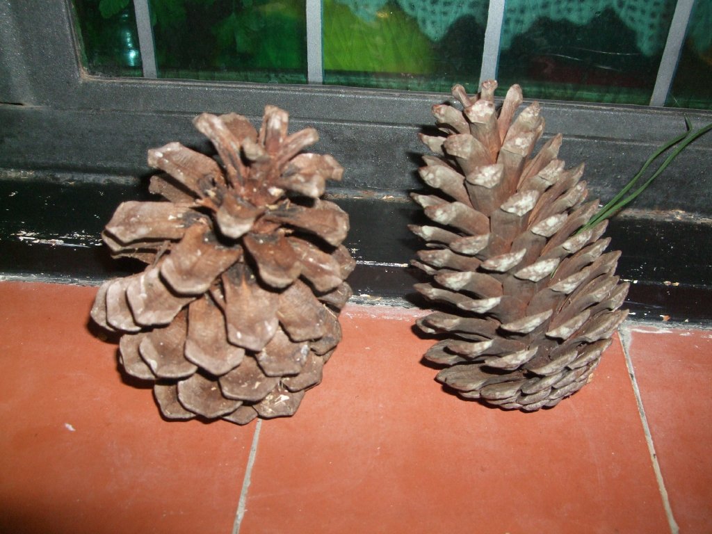 Pi%C3%B1a_de_Pinus_canariensis_y_P._sp%282%29.jpg