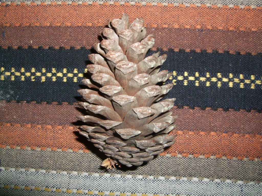 Pi%C3%B1a_Pinus_sp.6.jpg