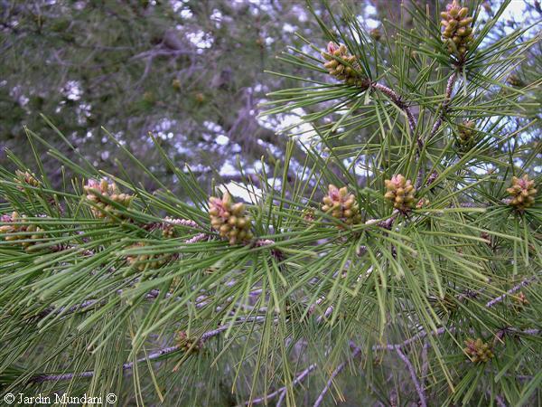 pi-flors-illeta.jpg